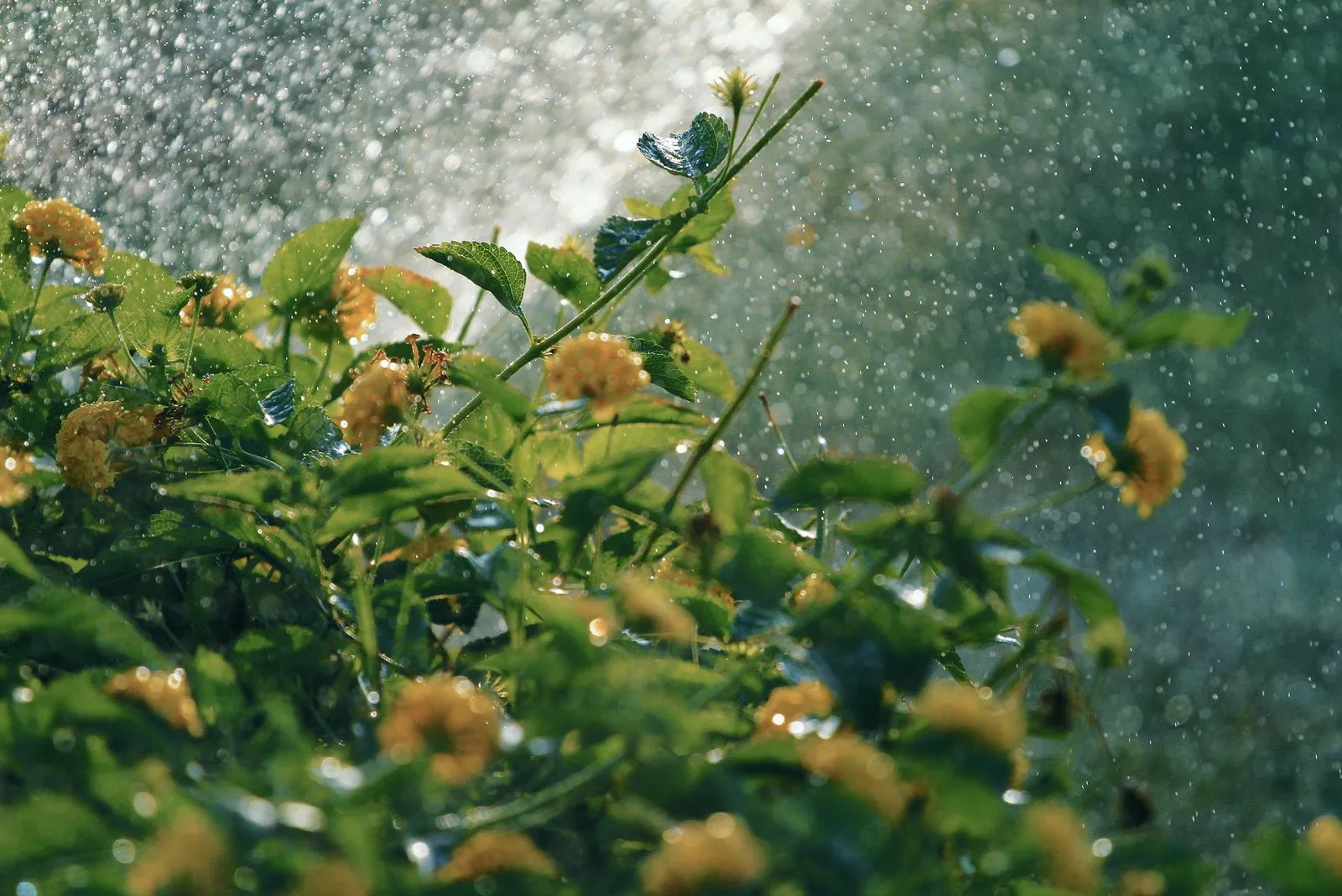 Lush lantana flowers covered in rain droplets, backlit by sunlight creating a refreshing and vibrant scene.